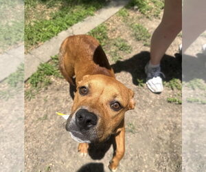 Boxer-Unknown Mix Dogs for adoption in Houston, TX, USA