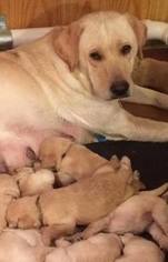 Mother of the Labradoodle puppies born on 07/31/2018
