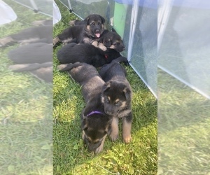 German Shepherd Dog Puppy for sale in SOUTH RANGE, WI, USA
