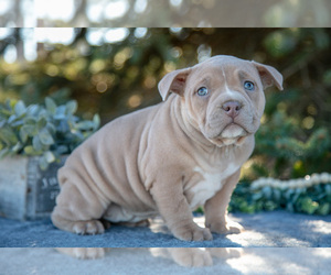 Medium American Bully