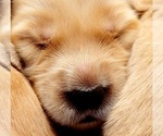 Small Photo #13 Golden Retriever Puppy For Sale in CHINO HILLS, CA, USA