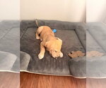 Small #8 Great Dane-Labrador Retriever Mix