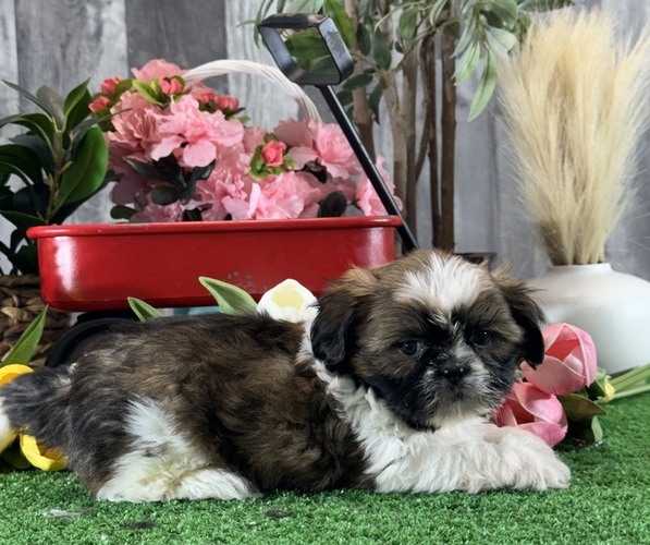 Medium Photo #5 Shih Tzu Puppy For Sale in CANOGA, NY, USA