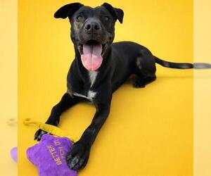 THUNDER - IN FOSTER - Female Australian Shepherd-Unknown Mix Dog for Adoption - Photo #4