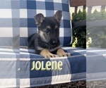 Small Photo #4 German Shepherd Dog Puppy For Sale in NIXA, MO, USA