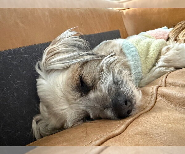 Medium Photo #3 Shih Tzu Puppy For Sale in East Derry, NH, USA