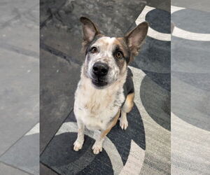 Chandler - Male Mutt Dog for Adoption - Photo #2