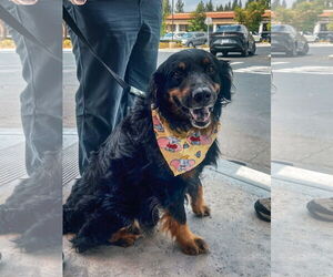 Mutt Dogs for adoption in San Diego, CA, USA