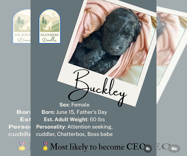 Medium Photo #6 Goldendoodle Puppy For Sale in GREELEY, CO, USA