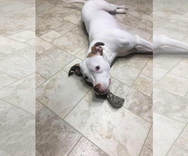 Medium Photo #5 American Pit Bull Terrier-Unknown Mix Puppy For Sale in Germantown, OH, USA