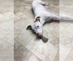 Small #4 American Pit Bull Terrier Mix