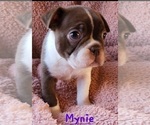 Small Photo #6 Boston Terrier Puppy For Sale in LEXINGTON, IN, USA