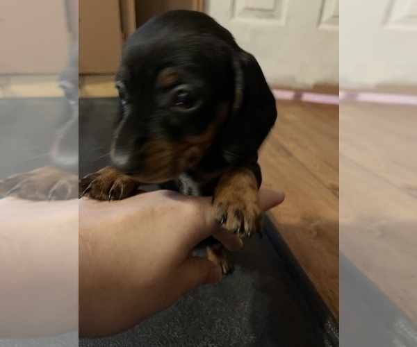 Medium Photo #11 Dachshund Puppy For Sale in ROCK HILL, SC, USA