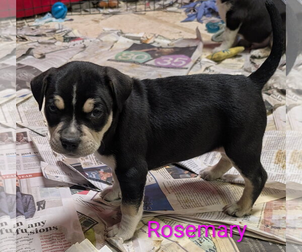 Medium Photo #4 Mutt Puppy For Sale in Des Moines, IA, USA