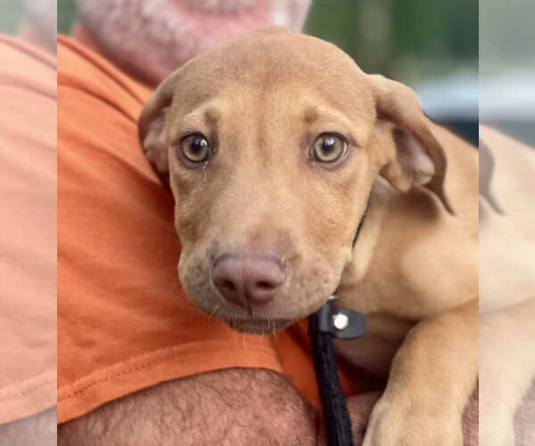 Medium Photo #6 Mutt Puppy For Sale in Mount Laurel, NJ, USA