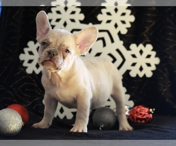 Medium Photo #2 French Bulldog Puppy For Sale in APPLE CREEK, OH, USA