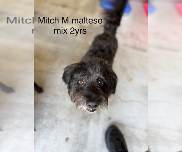 Medium Photo #1 Maltese-Unknown Mix Puppy For Sale in Studio City, CA, USA