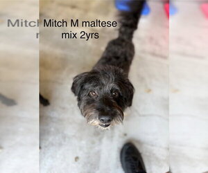 Maltese-Unknown Mix Dogs for adoption in Studio City, CA, USA