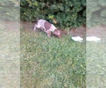 Small Photo #12 German Shorthaired Pointer Puppy For Sale in COSHOCTON, OH, USA
