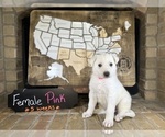 Puppy Pink Female German Shepherd Dog