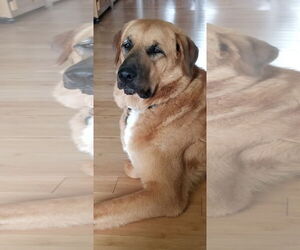 Anatolian Shepherd Dogs for adoption in Rocky Point, NC, USA