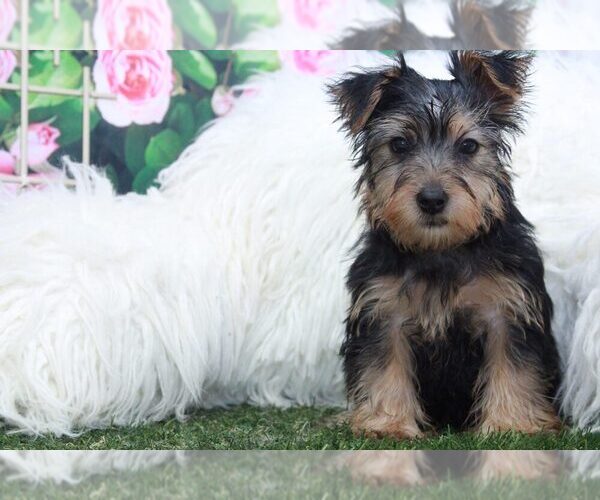Medium Photo #2 Yorkshire Terrier Puppy For Sale in MARIETTA, GA, USA