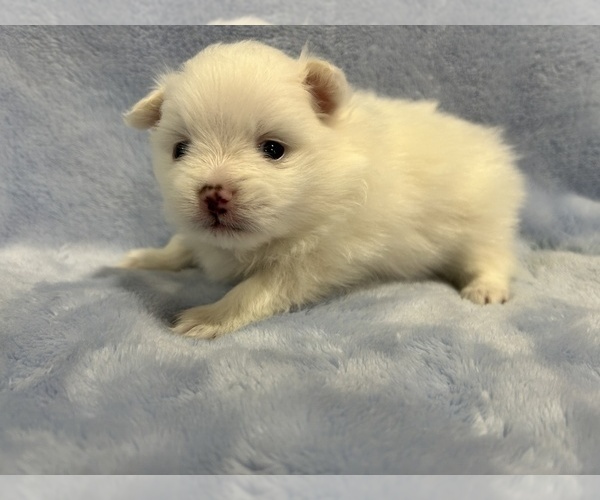 Medium Photo #31 Pomeranian Puppy For Sale in DES MOINES, WA, USA
