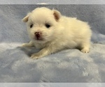 Small #30 Pomeranian
