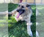 Small German Shepherd Dog Mix