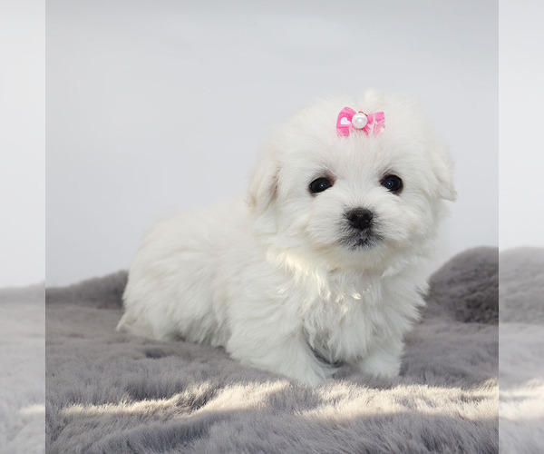 Medium Photo #4 Maltese Puppy For Sale in LOS ANGELES, CA, USA