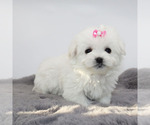 Small #3 Maltese