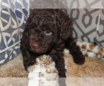 Small Photo #3 Miniature Labradoodle Puppy For Sale in MANHEIM, PA, USA