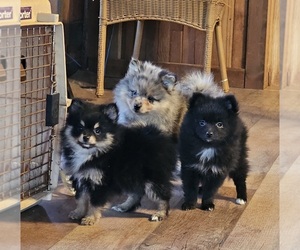 Pomeranian Puppy for Sale in DINWIDDIE, Virginia USA