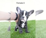 Small #9 French Bulldog