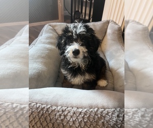 Miniature Bernedoodle Puppy for sale in SOUTH ORANGE, NJ, USA