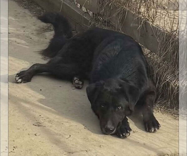 Medium Photo #1 Shepradors Puppy For Sale in Aurora, IN, USA