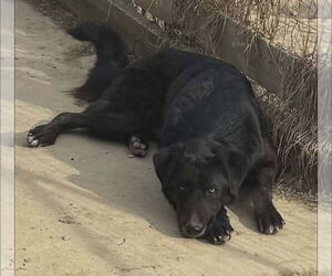 Shepradors Dogs for adoption in Aurora, IN, USA