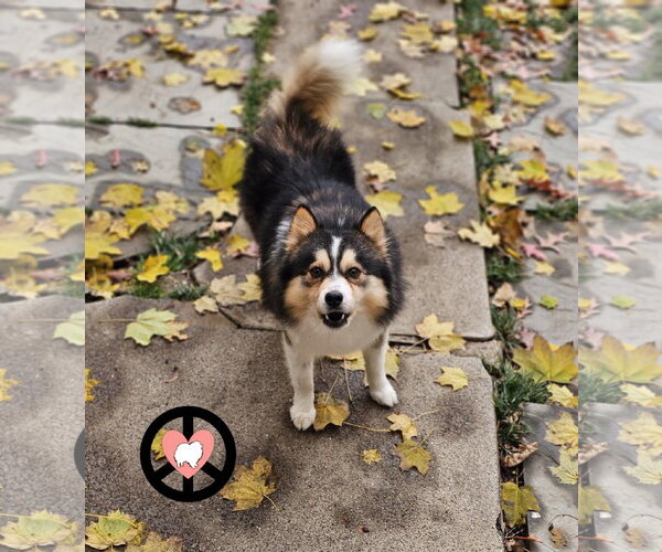 Medium Photo #5 Pomsky Puppy For Sale in Lebanon, PA, USA