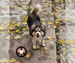 Small #4 Pomsky