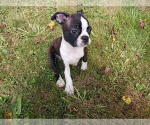 Boston Terrier Puppy for sale in CANTON, OH, USA