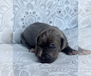 Great Dane Puppy for sale in MARSHVILLE, NC, USA