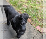Small #1 Labrador Retriever Mix