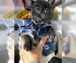 Small Photo #16 French Bulldog Puppy For Sale in SAN LEANDRO, CA, USA