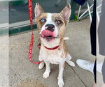Small #25 Catahoula Leopard Dog Mix