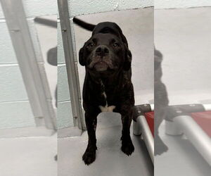 American Pit Bull Terrier-Unknown Mix Dogs for adoption in Hot Springs Village, AR, USA