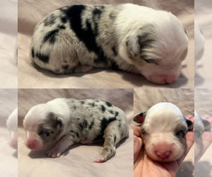 Miniature Australian Shepherd Puppy for Sale in BROOKER, Florida USA