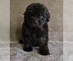 Small #1 Newfoundland