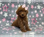 Small Photo #7 Poodle (Toy) Puppy For Sale in LAKELAND, FL, USA