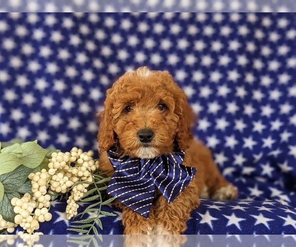 Medium Photo #7 Cavapoo Puppy For Sale in NEW PROVIDENCE, PA, USA