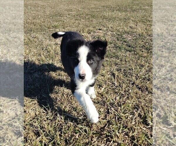 Medium Photo #33 Border Collie Puppy For Sale in NORBORNE, MO, USA